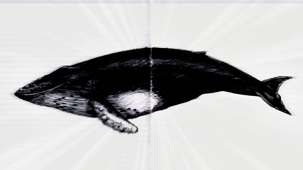 Saishuu Shiken Kujira (Fansubber)